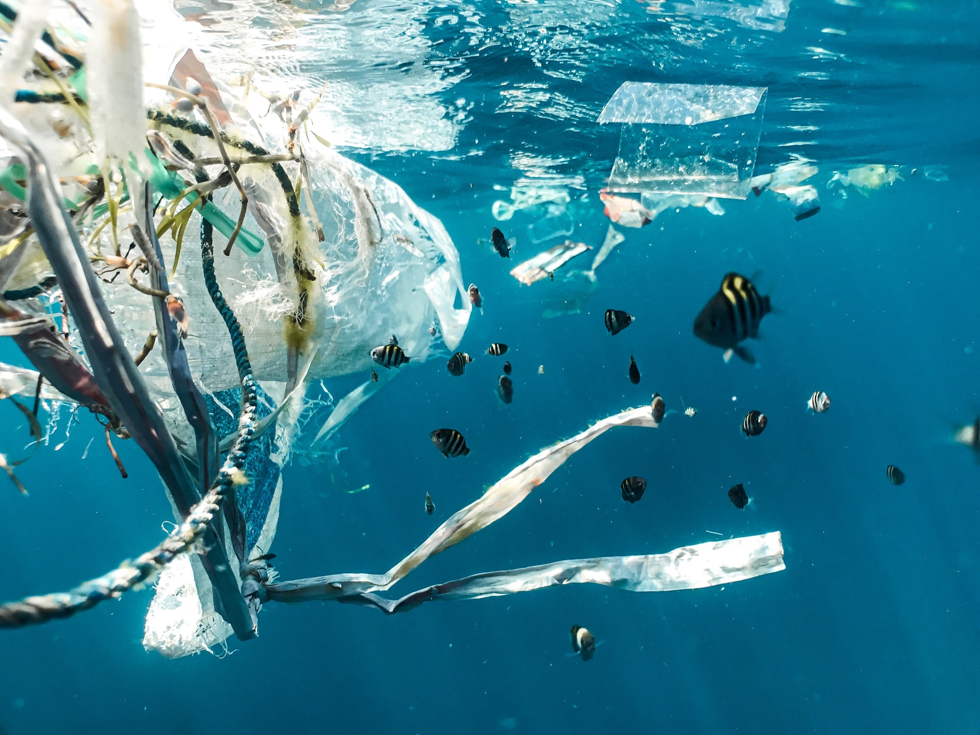 What is Plastic Free July? Why is it important in 2021?